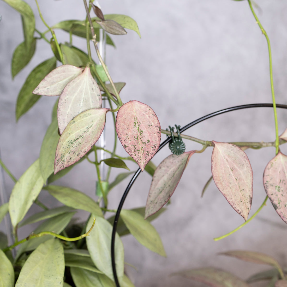 Close-up of a plant with pinkish leaves against a neutral background, Hoya Nicholsoniae New Guinea Ghost