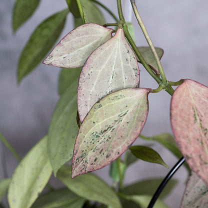 Close-up of a plant with variegated leaves against a neutral background, Hoya Nicholsoniae New Guinea Ghost