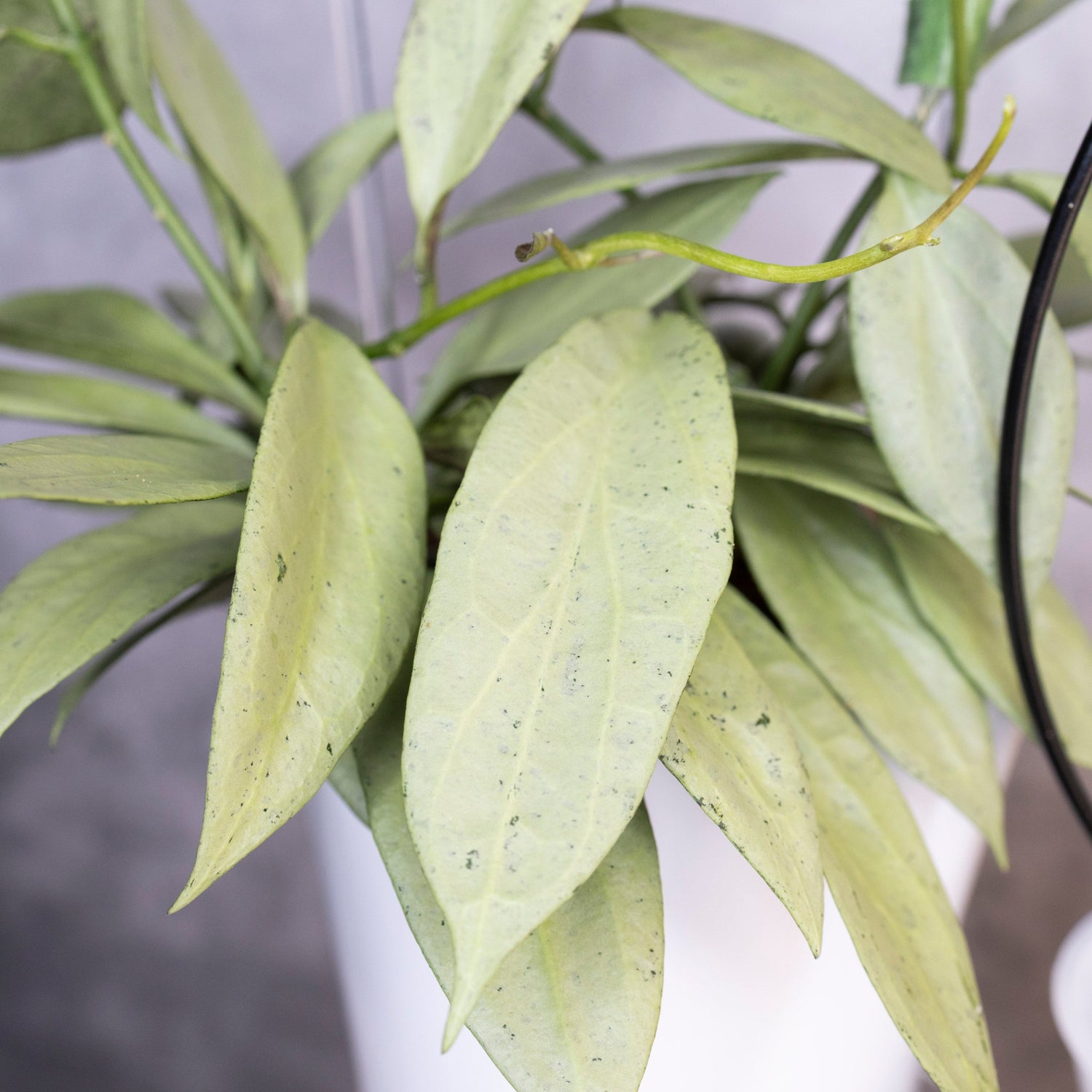 Close-up of a potted plant with silver leaves against a blurred background, Hoya Nicholsoniae New Guinea Ghost