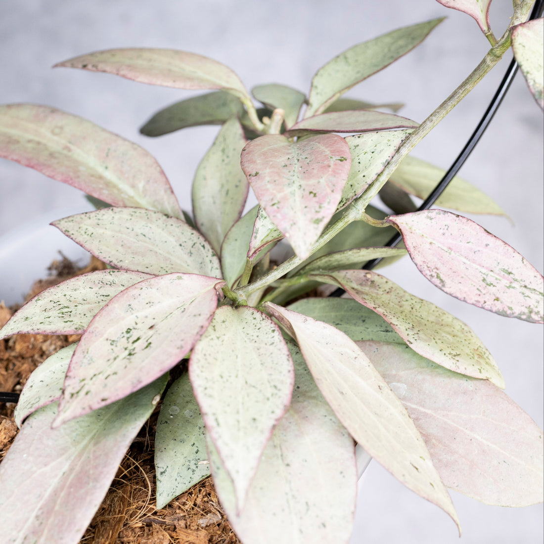 Hoya Nicholsoniae New Guinea Ghost