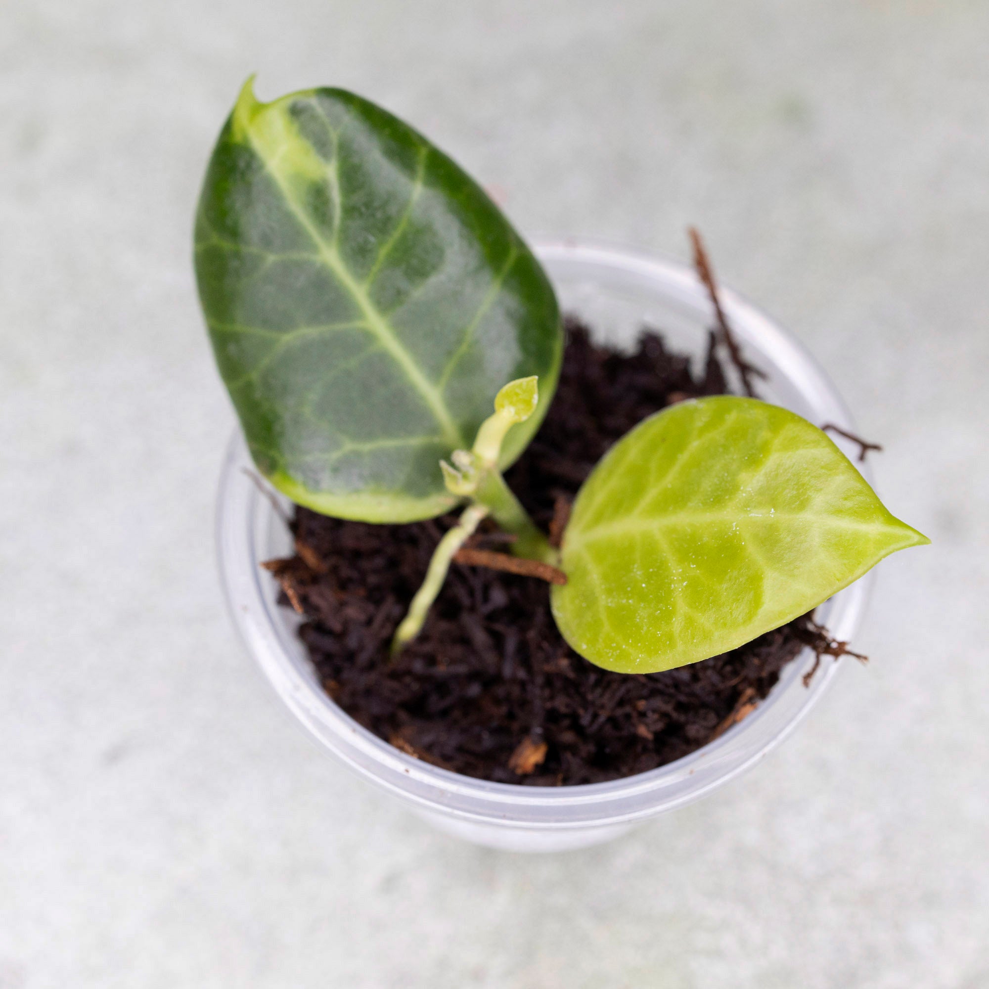 Hoya Obscura Outer Variegated