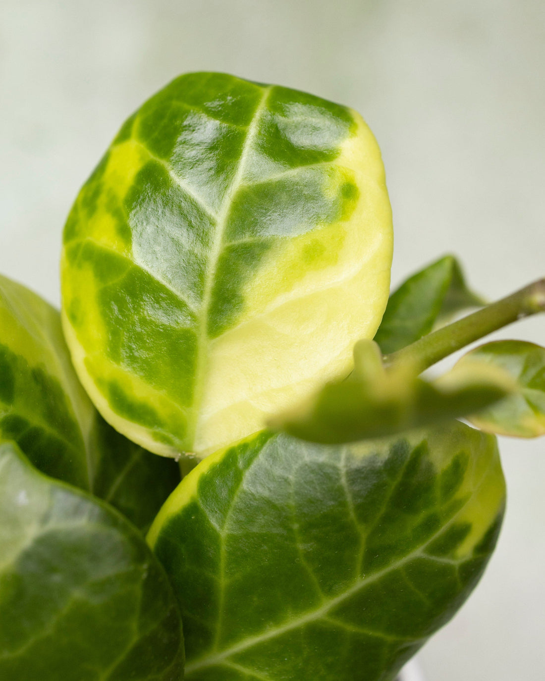 Hoya Obscura Outer Variegated