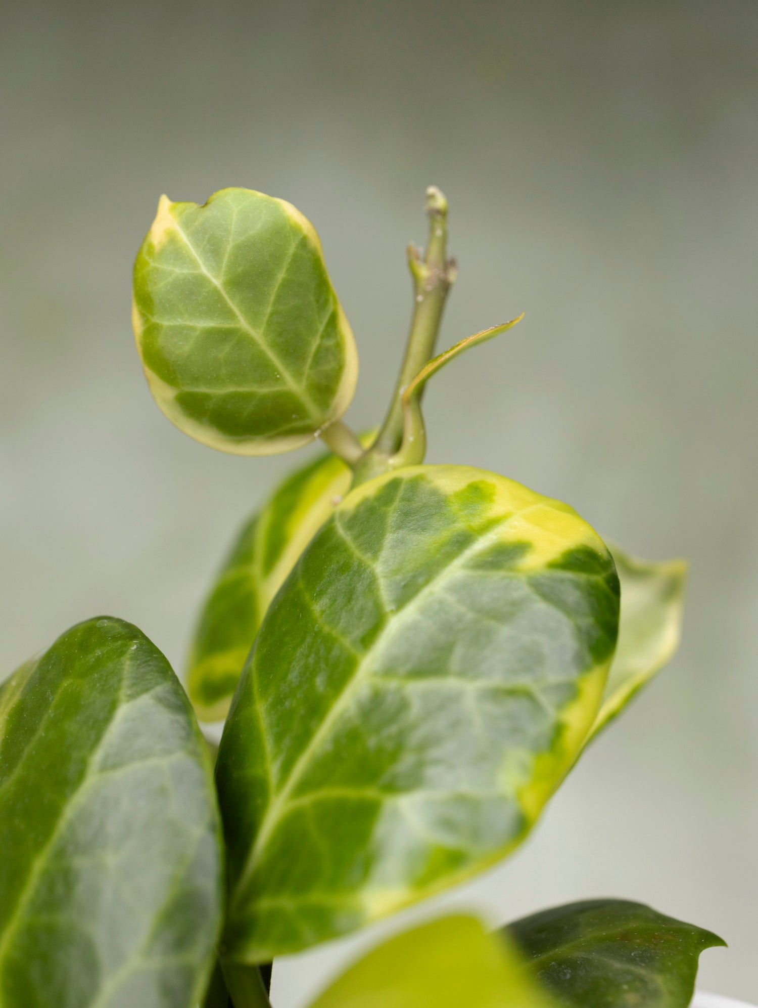 Hoya Obscura Outer Variegated