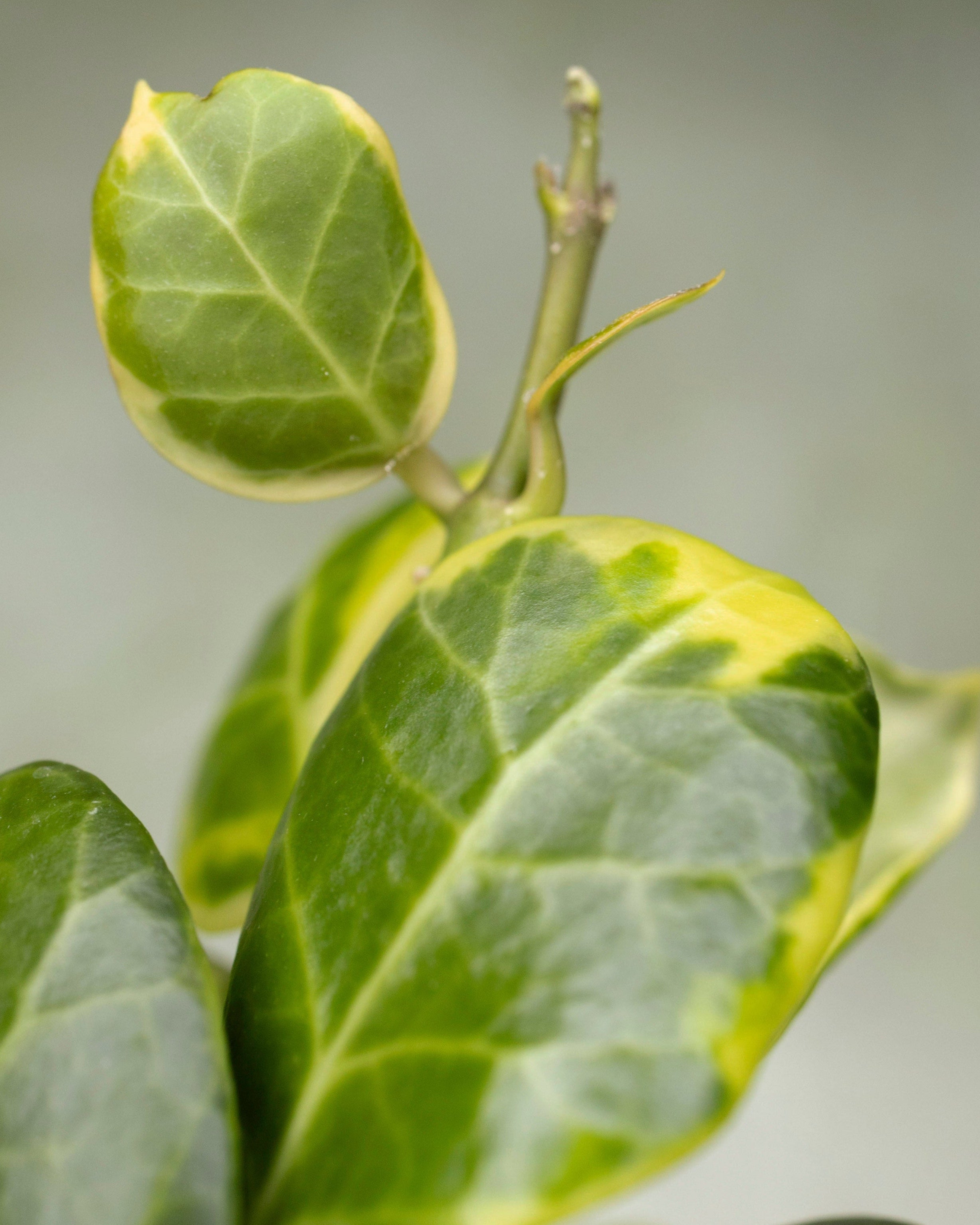Hoya Obscura Outer Variegated