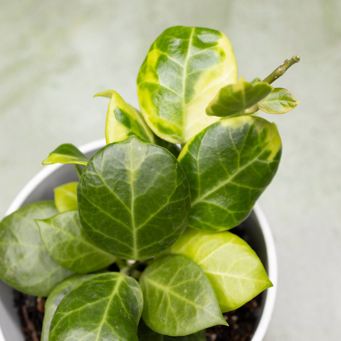 Hoya Obscura Outer Variegated
