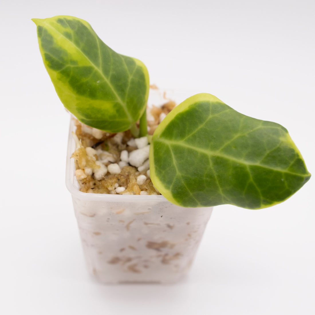 Hoya Obscura Outer Variegated