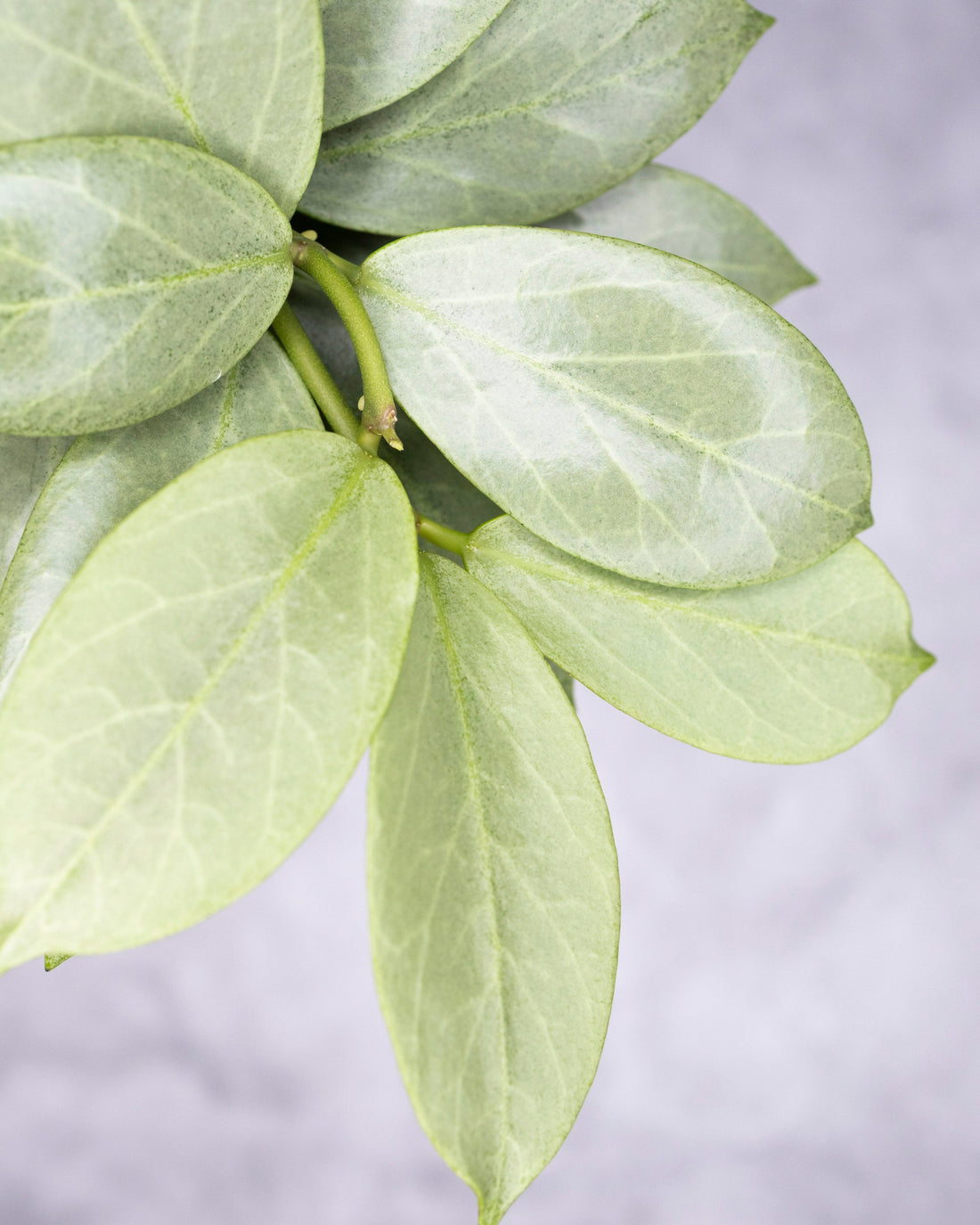 Close-up of green leaves on a blurred gray background