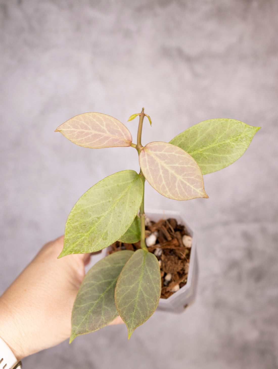 Hoya Obscura Cryptic Chrome