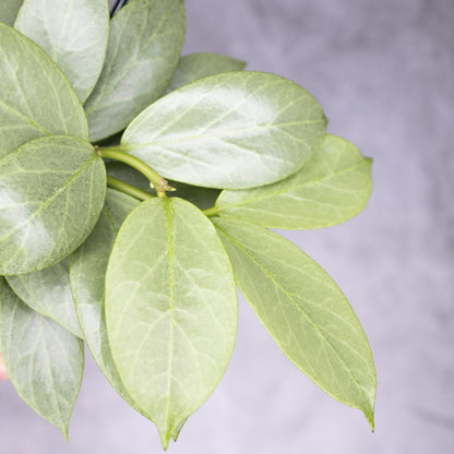 Hoya obscura Cryptic Chrome
