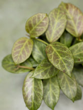 Hoya Obscura Silver