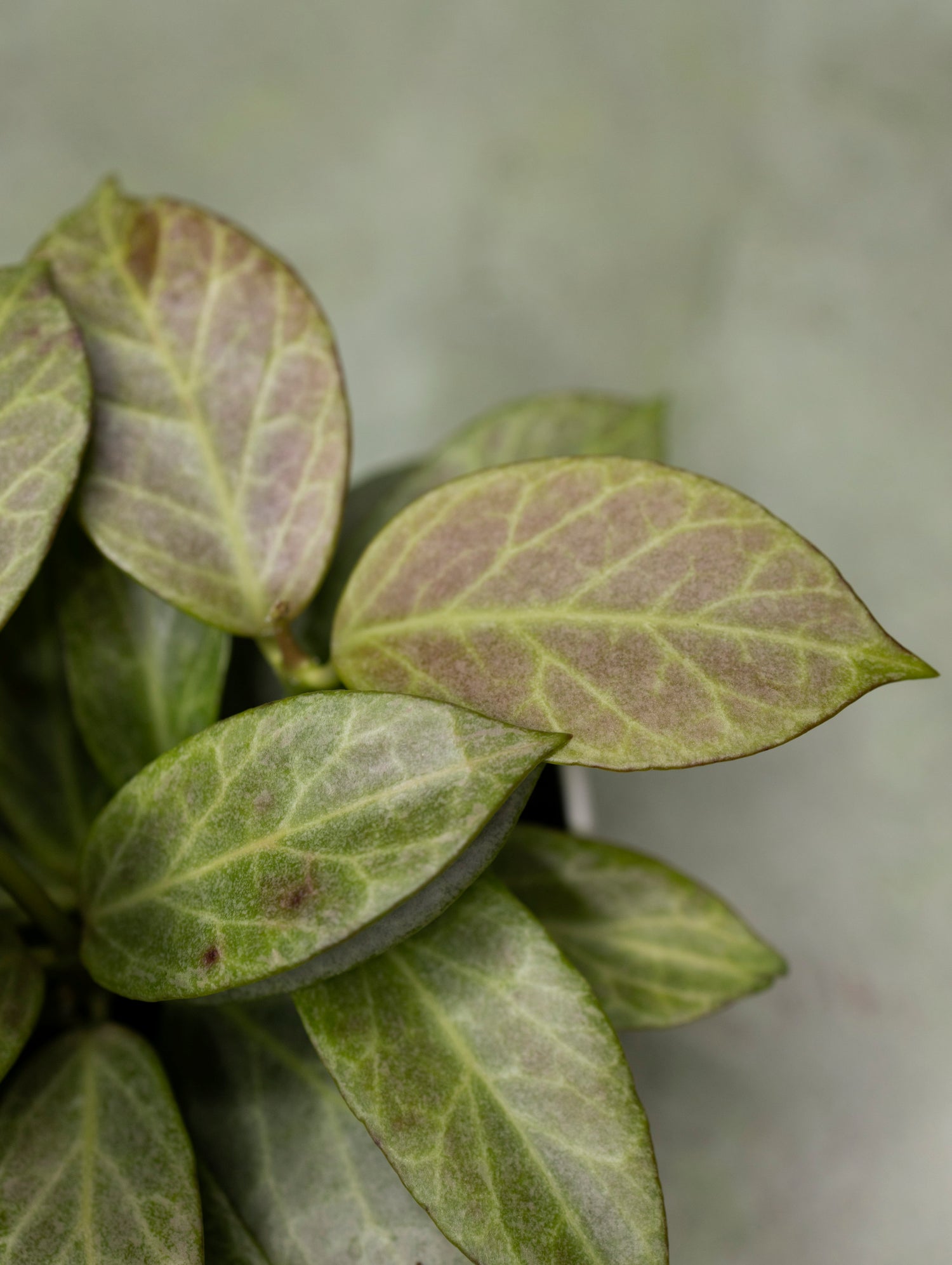 Hoya Obscura Silver