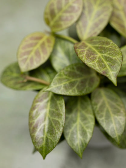 Hoya Obscura Silver