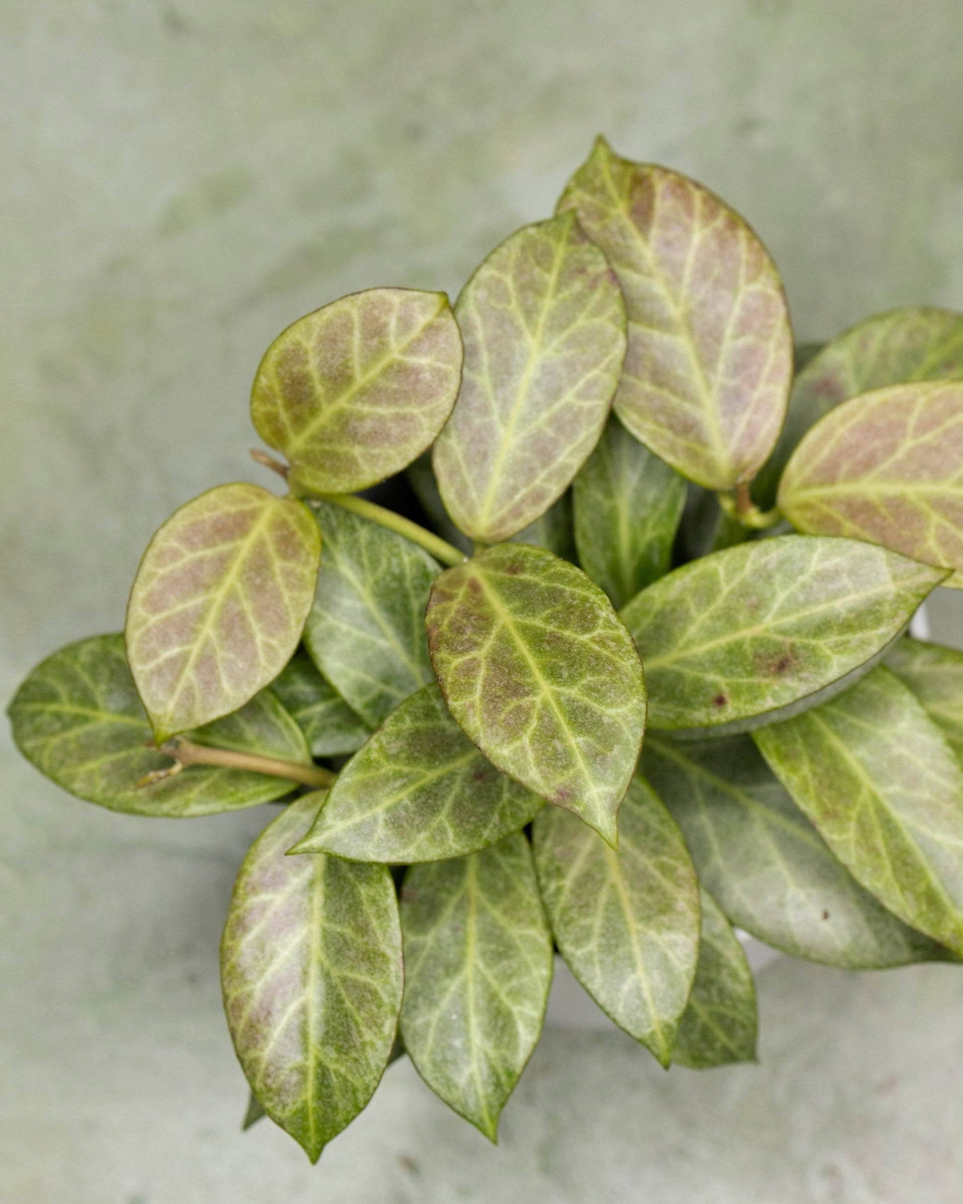 Hoya Obscura Silver