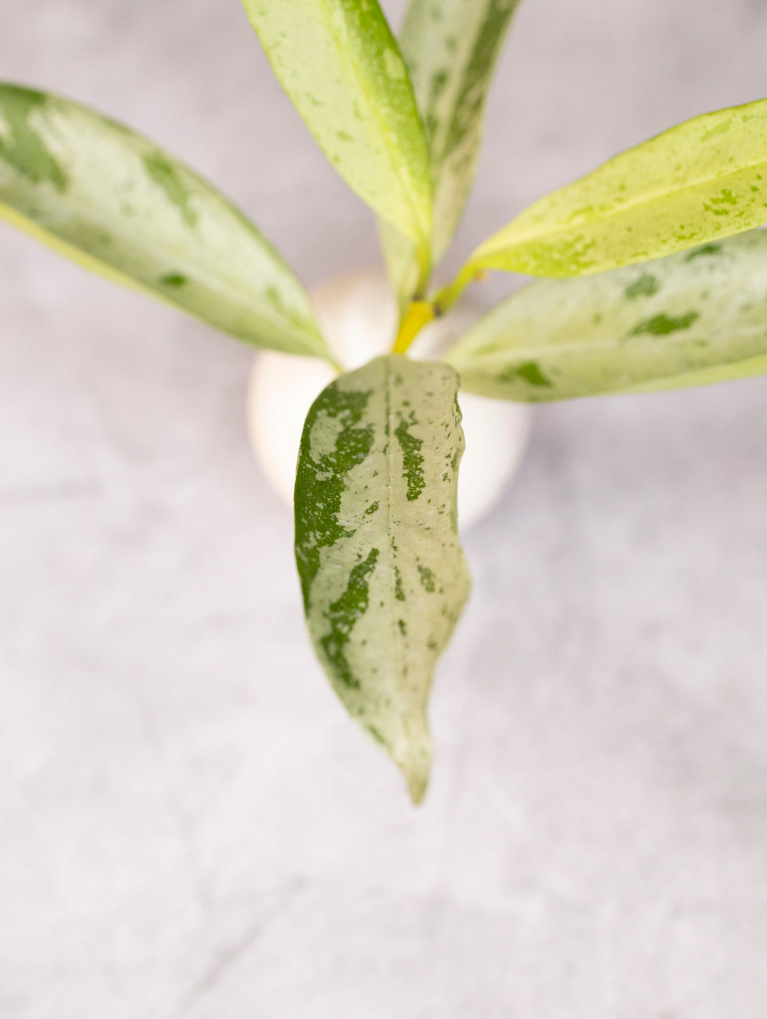 Hoya occultata Silver (wavy leaves)
