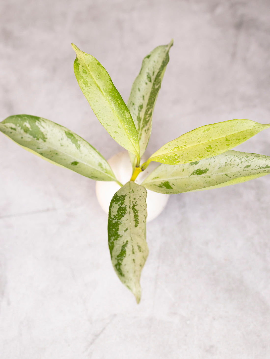 Hoya occultata Silver (wavy leaves)
