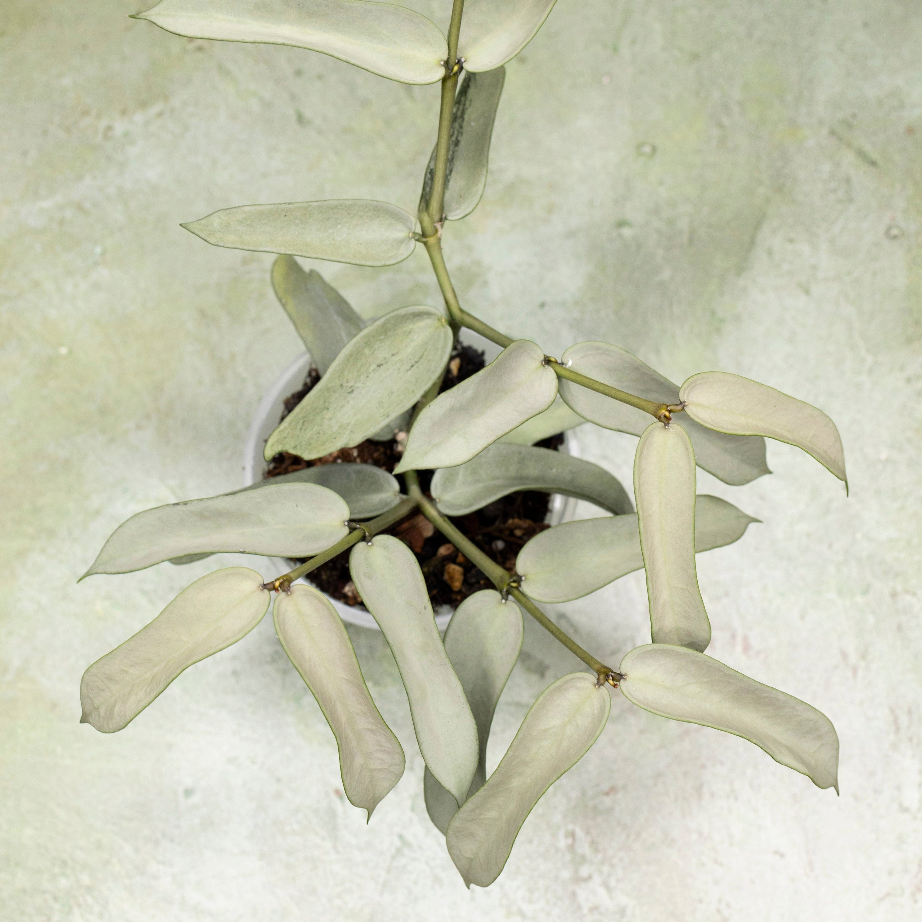 Hoya Pandurata Tsiang Silver