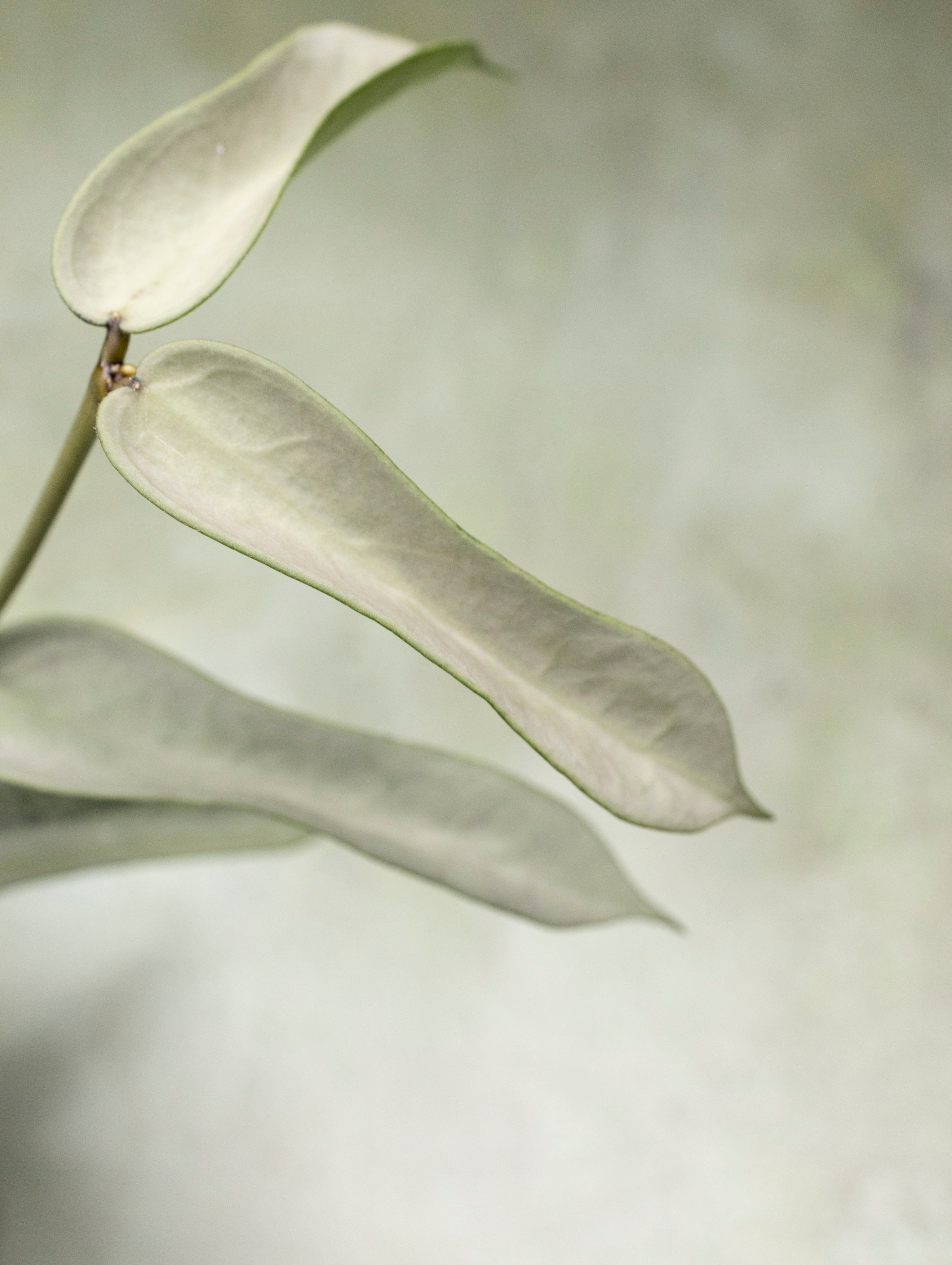 Hoya Pandurata Tsiang Silver