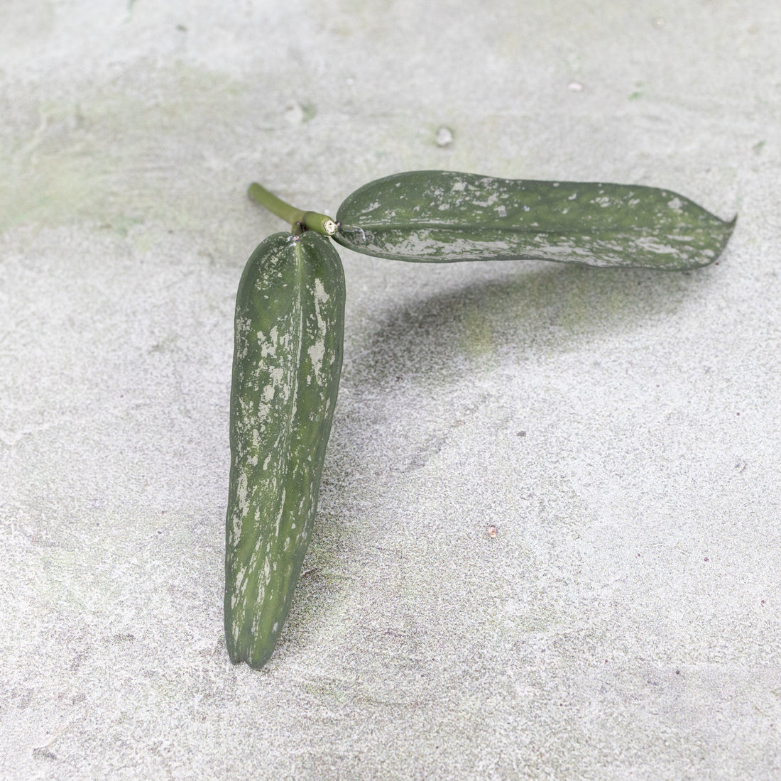Hoya Pandurata Tsiang Silver Splash