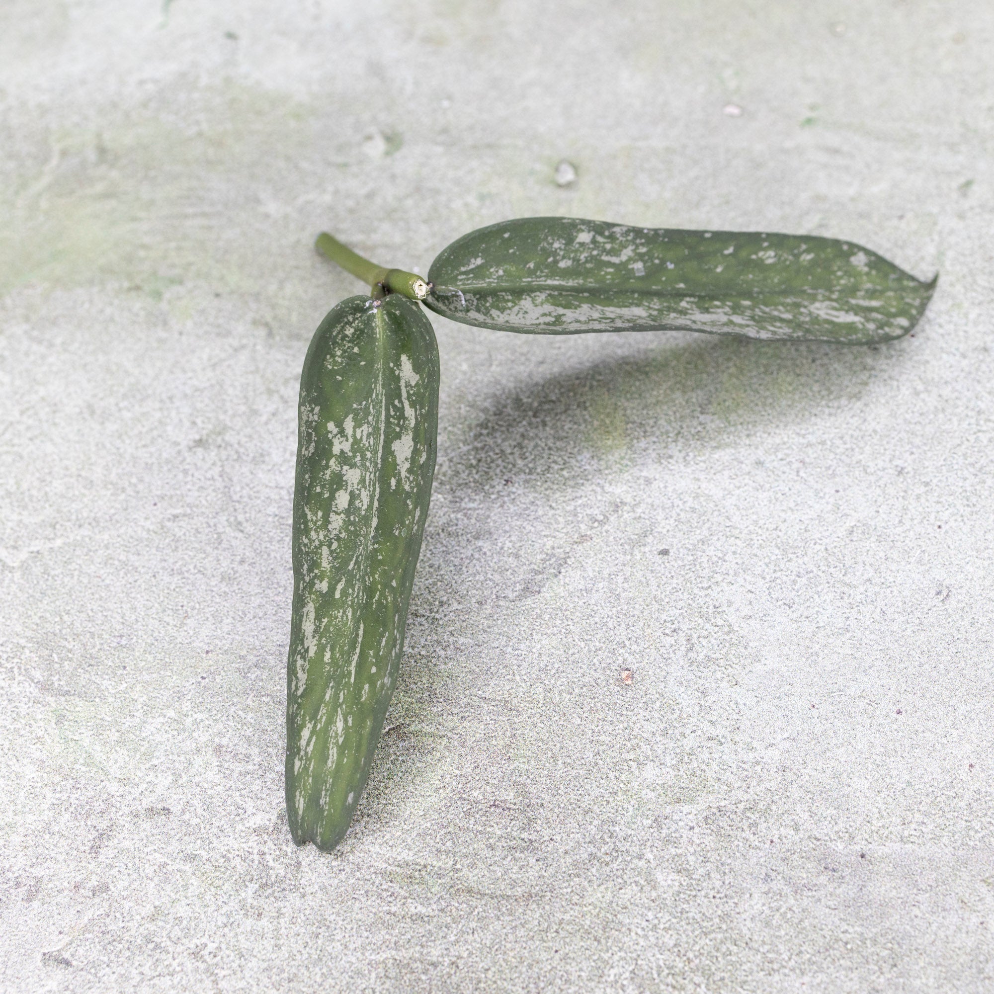 Hoya Pandurata Tsiang Silver Splash
