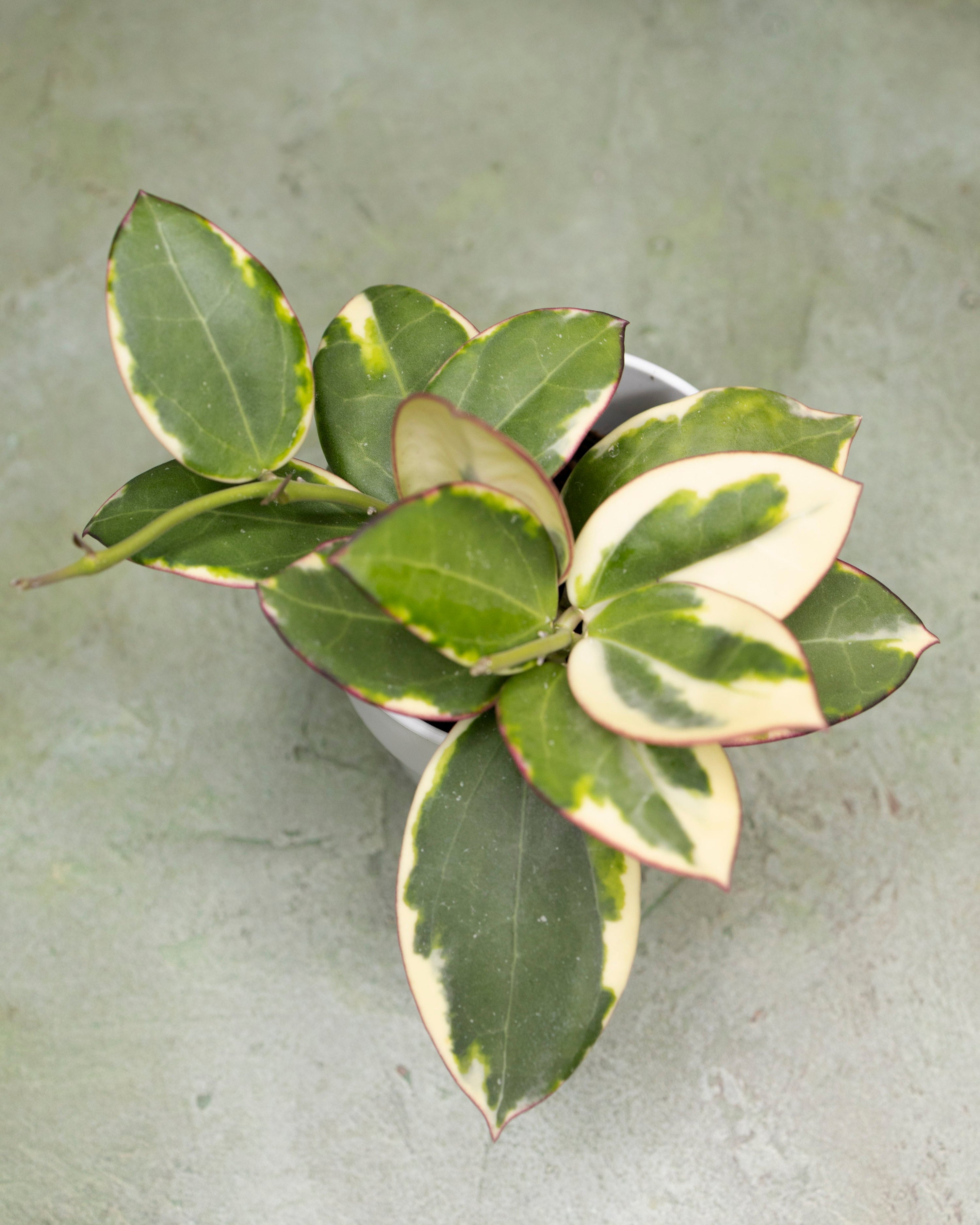 Hoya Para Outer Variegated 