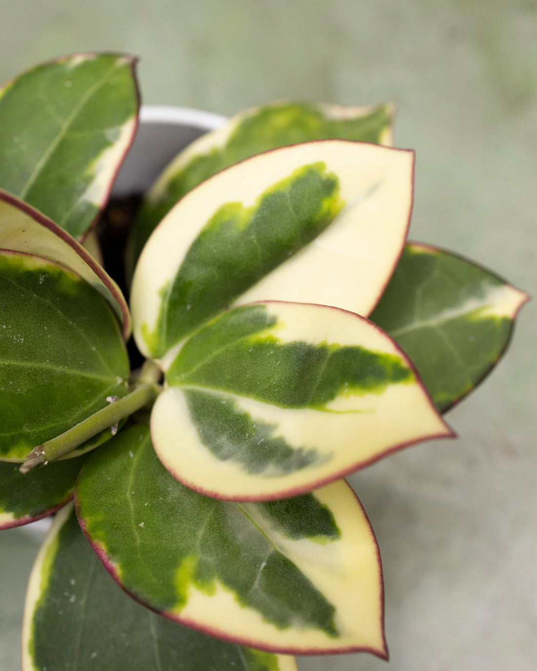 Hoya Para Outer Variegated 