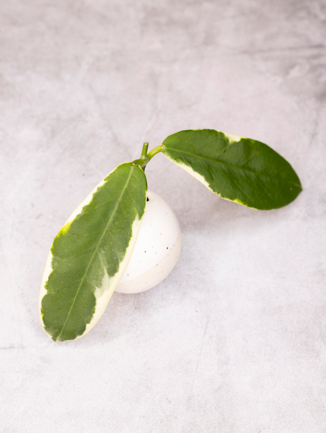 Hoya pimenteliana (albomarginata)