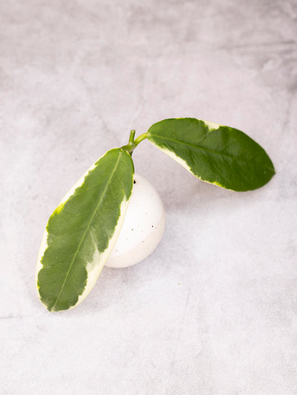 Hoya pimenteliana (albomarginata)