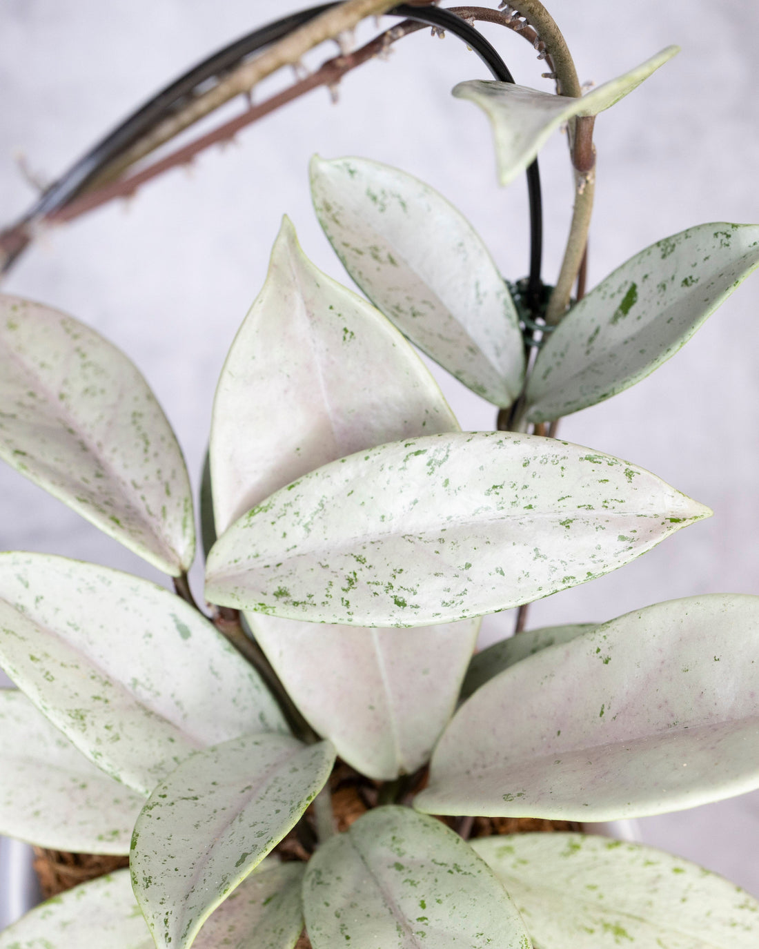 Close-up of a potted plant with white and green leaves on a blurred background, Hoya Pubicalyx Pink Silver Ghost