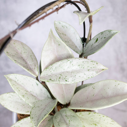 Close-up of a potted plant with white and green leaves on a blurred background, Hoya Pubicalyx Pink Silver Ghost