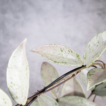 Close-up of a plant with white and green leaves against a gray background, Hoya Pubicalyx Pink Silver Ghost