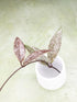Hoya Pubicalyx Variegated Splash