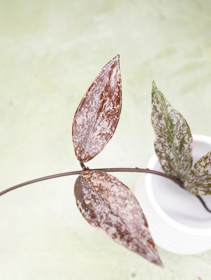 Hoya Pubicalyx Variegated Splash