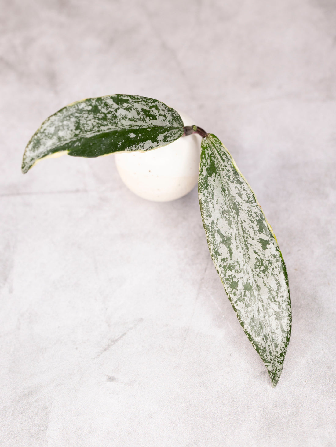 Hoya Pubicalyx Splash Albomarginata