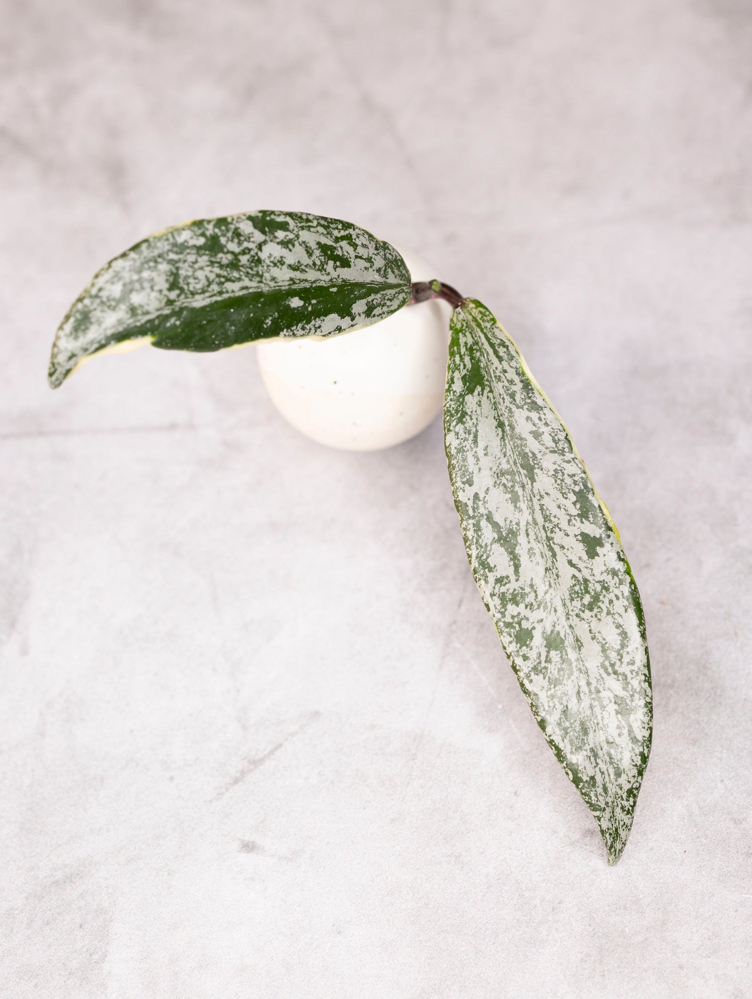 Hoya Pubicalyx Splash Albomarginata