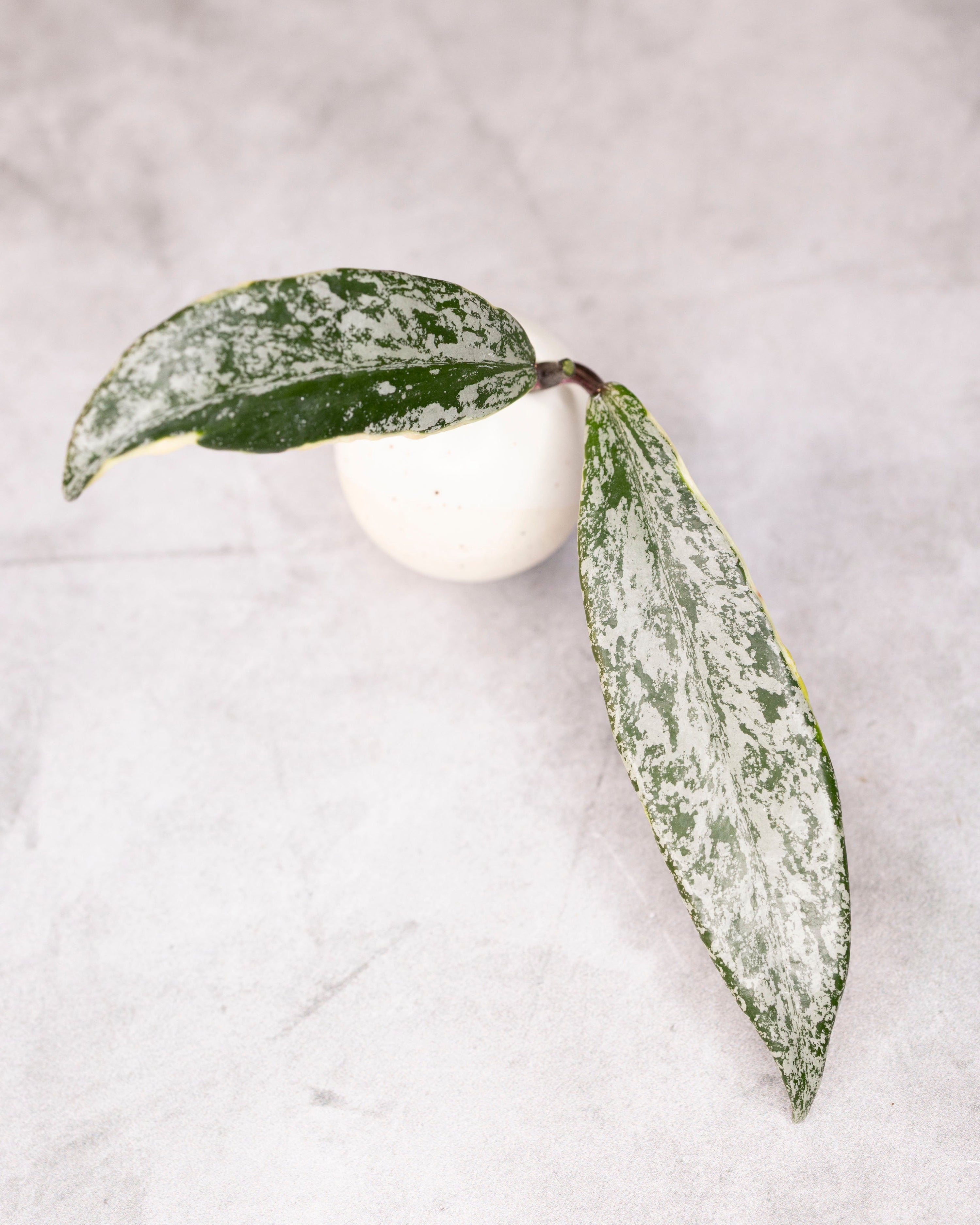 Hoya pubicalyx (Splash, Outer Variegated)