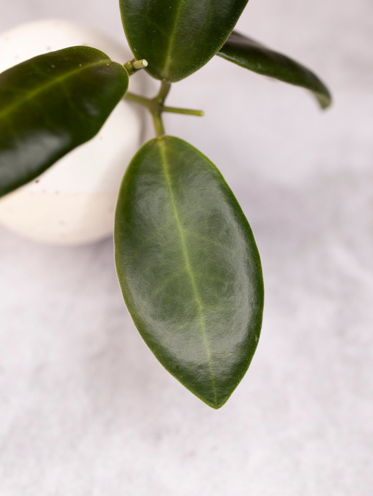 Hoya pulchra (small, round leaves)