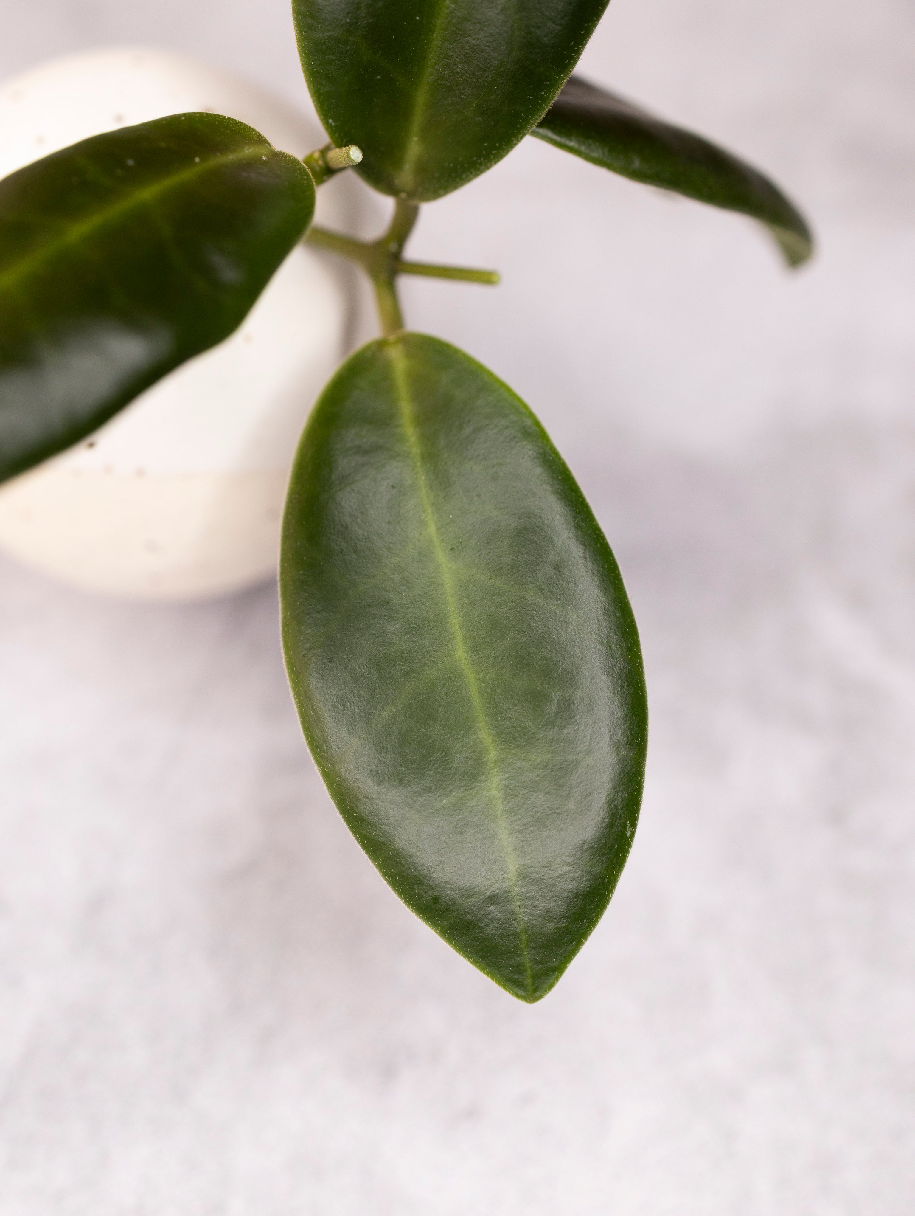 Hoya pulchra (small, round leaves)