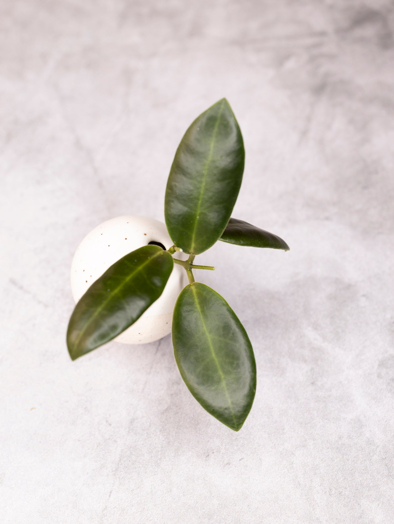 Hoya pulchra (small, round leaves)