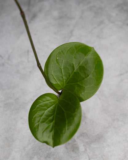 Hoya SS 007-021