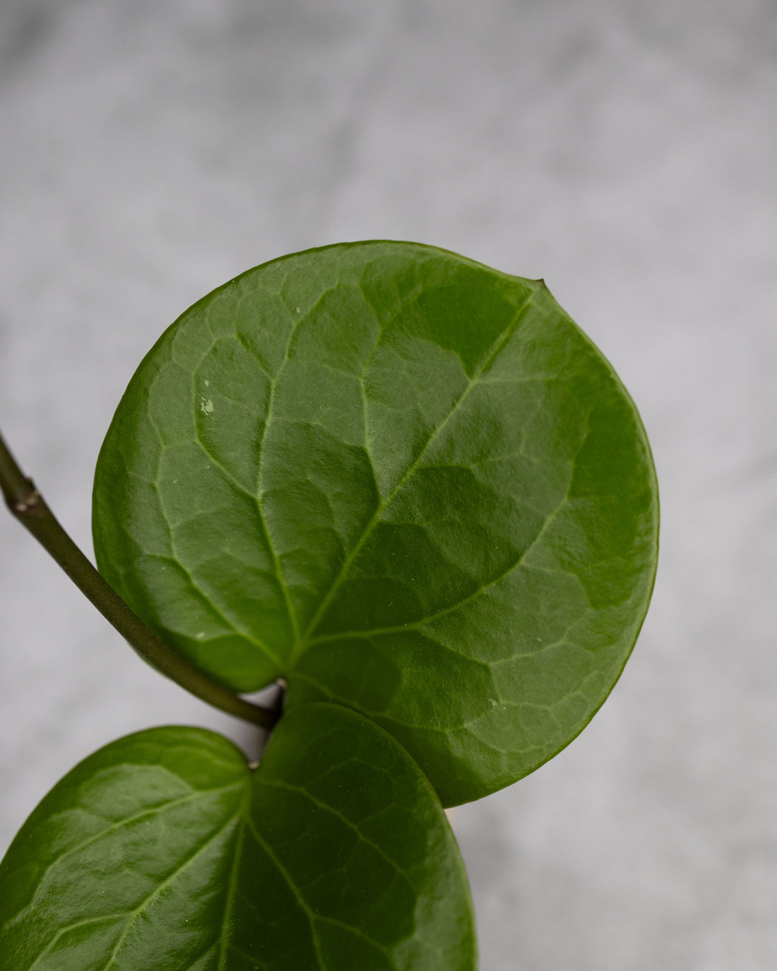 Hoya SS 007-021