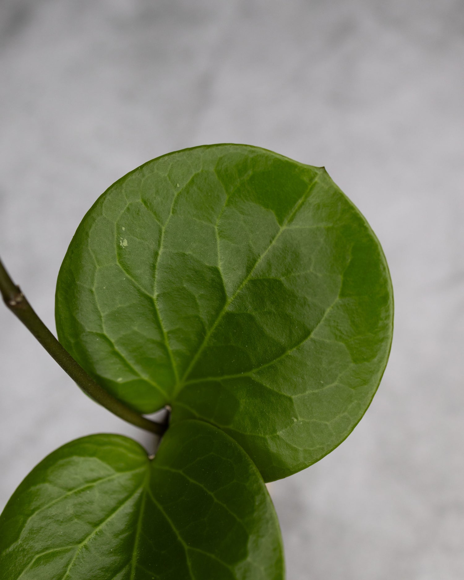 Hoya SS 007-021
