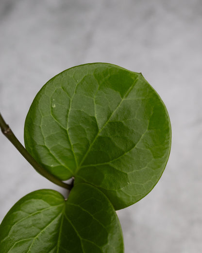 Hoya SS 007-021