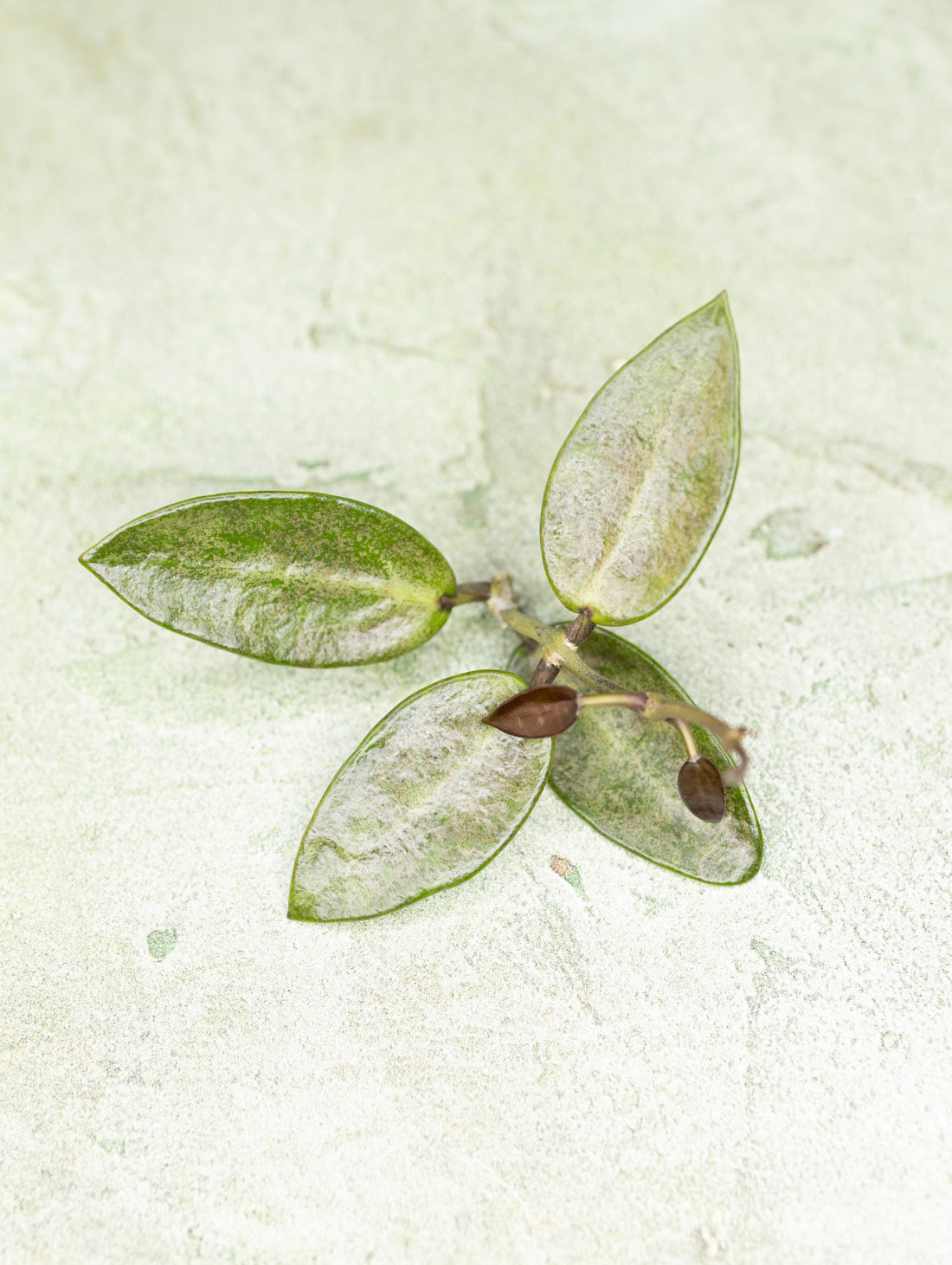 Hoya Silver Lady dy
