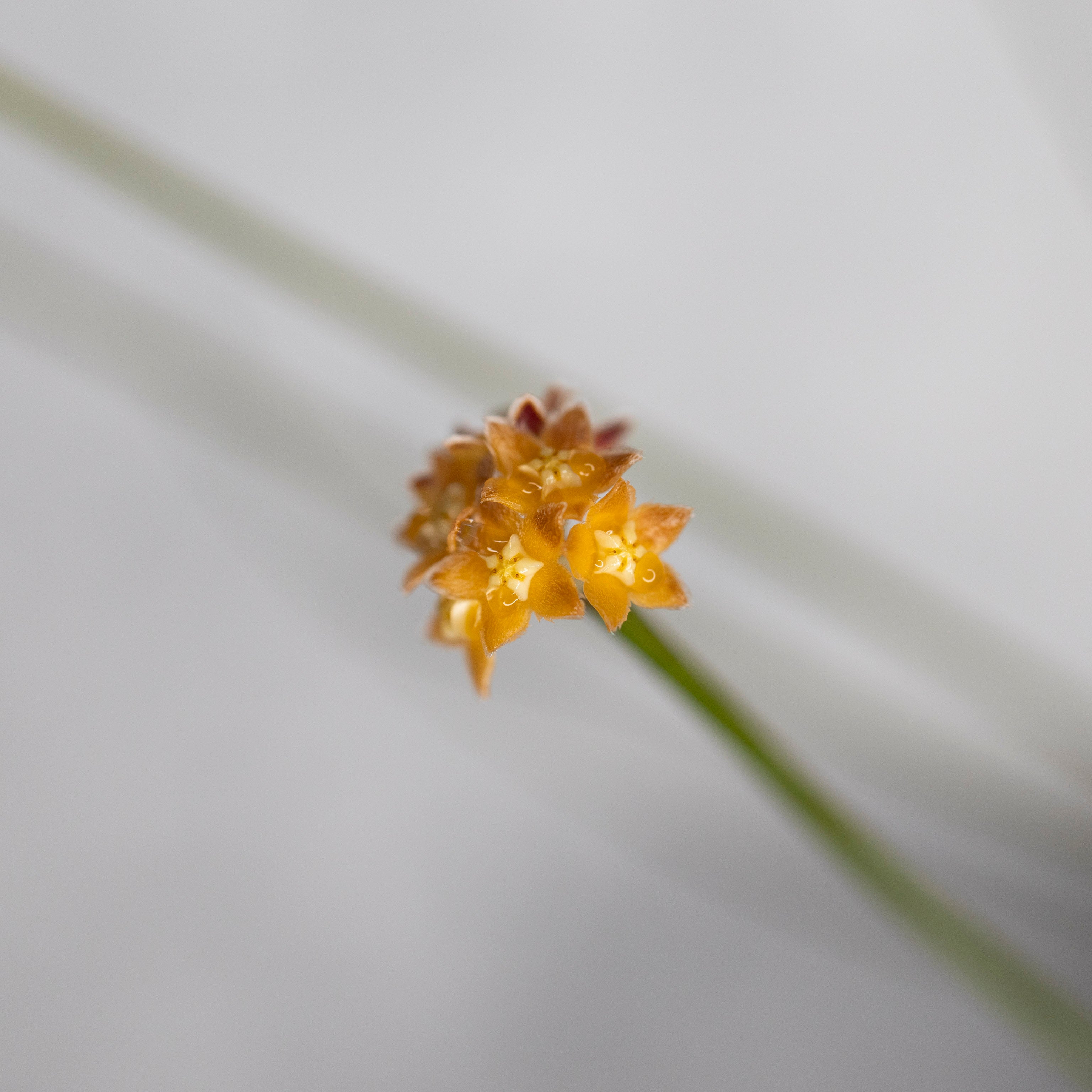 Hoya Spartioides