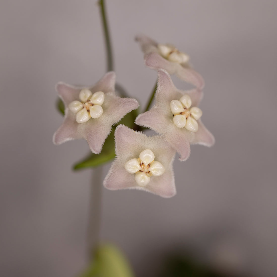A close-up of several Hoya Spectatissima flowers with a blurred background.