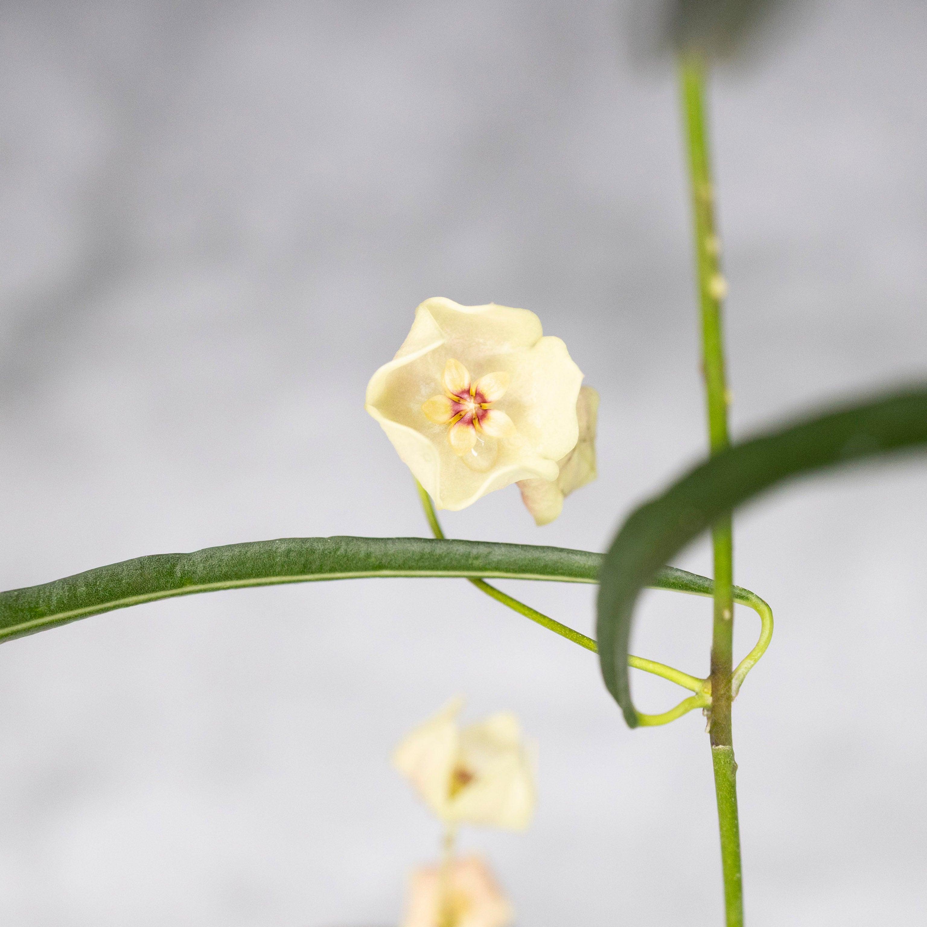 Small yellow flower with green leaves on a blurred gray background