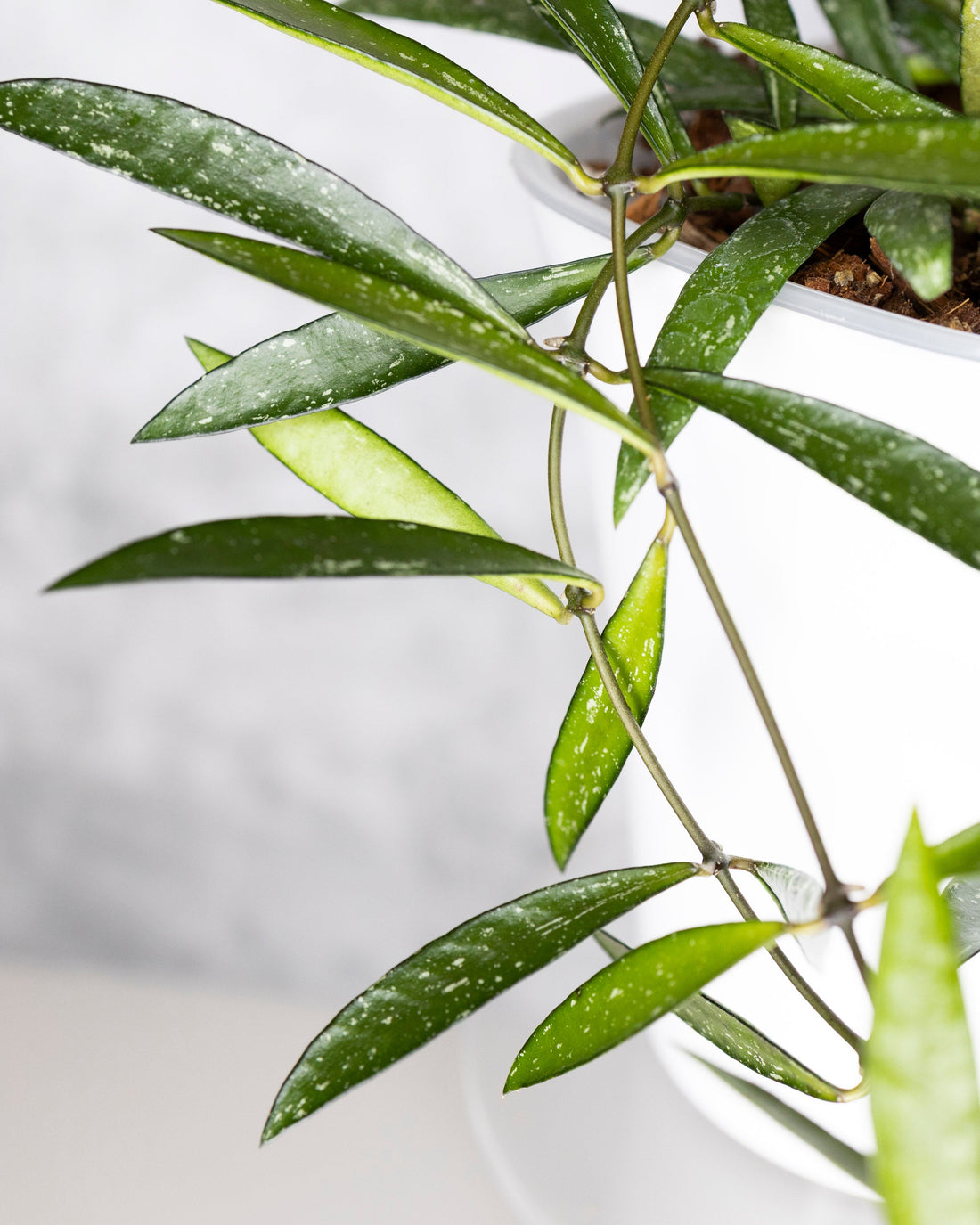 Hoya sp. Tanggamus &