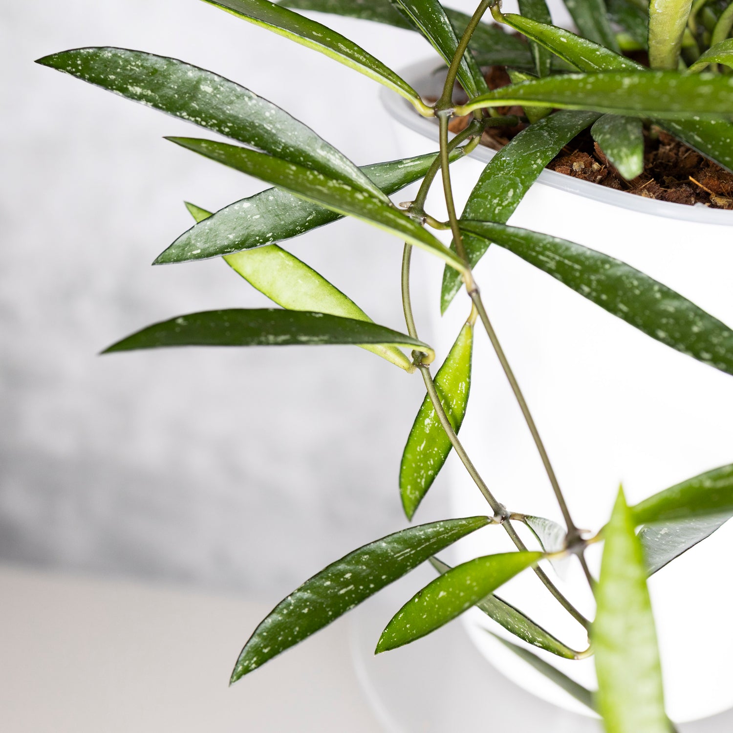 Hoya Tanggamus Bamboo Leaf