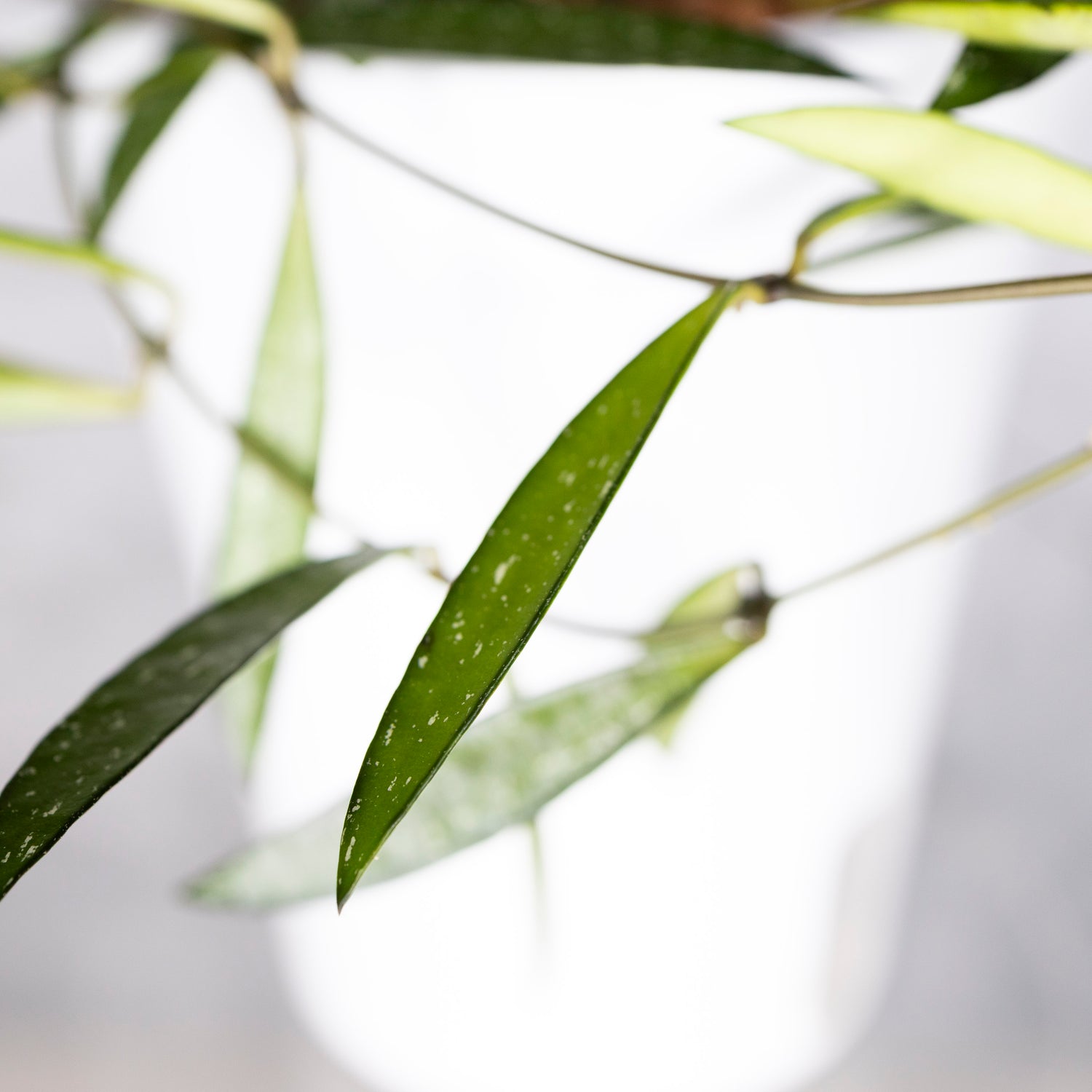 Hoya Tanggamus Bamboo Leaf