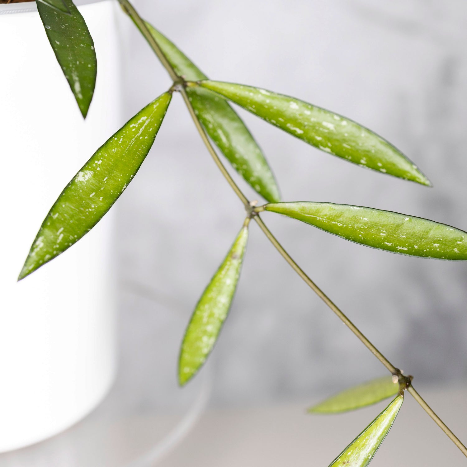 Hoya Tanggamus Bamboo Leaf